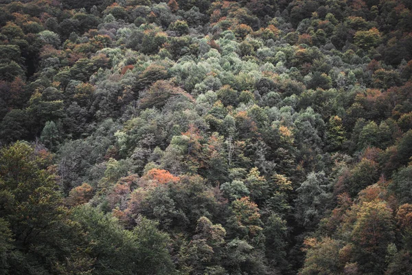 Vacker Utsikt Över Berget Täckt Tjockt Gräs Och Träd — Stockfoto