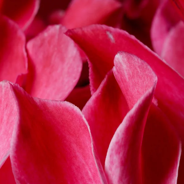 Closeup Beautiful Pink Petals Cyclamen Flowers — Stock Photo, Image