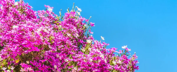 Flores Roxas Uma Árvore Tibouchina Mutabilis Contra Céu — Fotografia de Stock