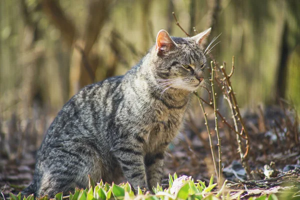 Hauskatze Erkundet Den Garten — Stockfoto