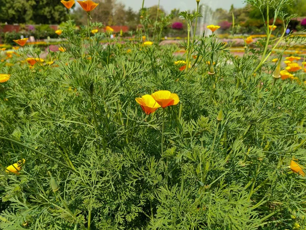 Schöne Gelbe Eschscholzia Lemmonii Blüten Aus Dem Park — Stockfoto