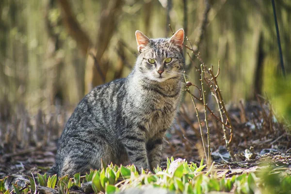 庭を探索する国内猫 — ストック写真