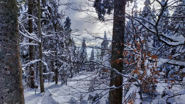 Крупним Планом Ялина Вкрита Снігом Зимовому Лісі — стокове фото