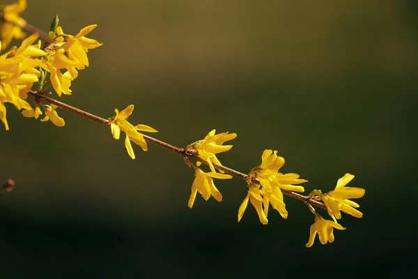 Närbild Bild Bild Gula Forsythia Blommor Trädet — Stockfoto