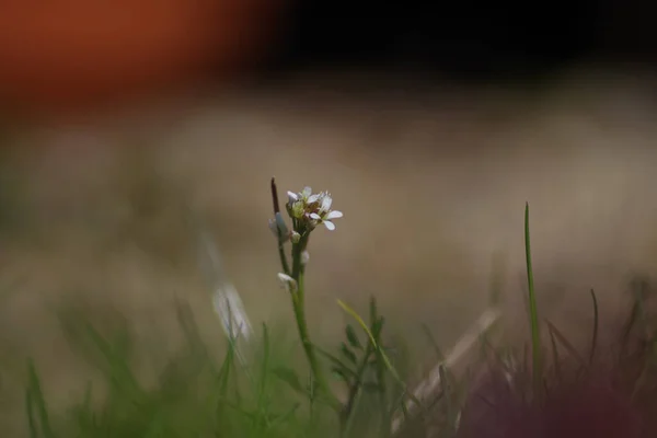 Eine Nahaufnahme Einer Weißen Wildblume Auf Einem Feld Sonnenlicht Mit — Stockfoto