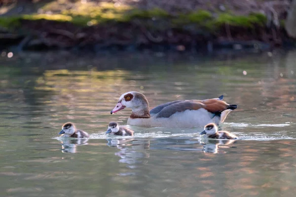 Ein Schuss Entenmutter Mit Babys Auf Der Wasseroberfläche — Stockfoto