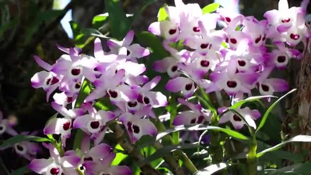 Hermosa Orquídea Rosa Creciendo Jardín — Vídeos de Stock