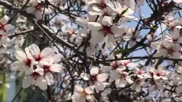 Hermosas Flores Primavera Los Cerezos — Vídeos de Stock