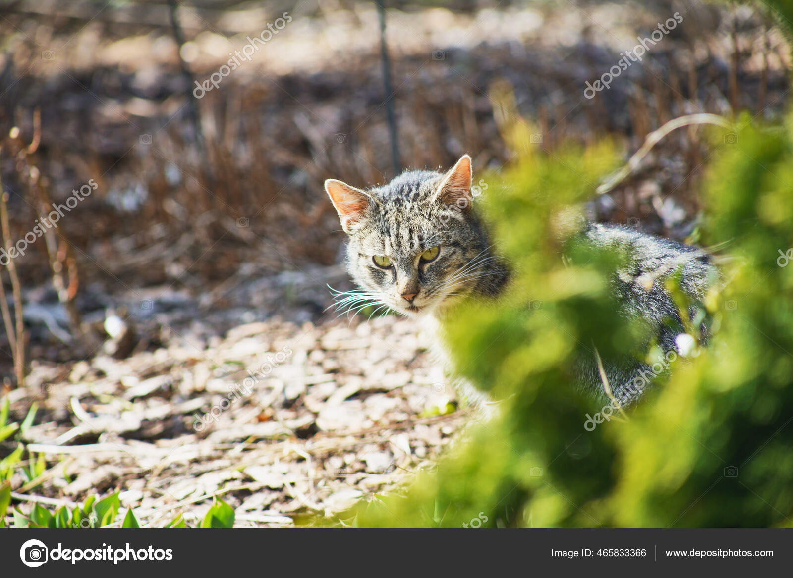 집고양이가 정원을 탐험하는 — 스톡 사진 © Wirestock #465833366, image size:1600x1167