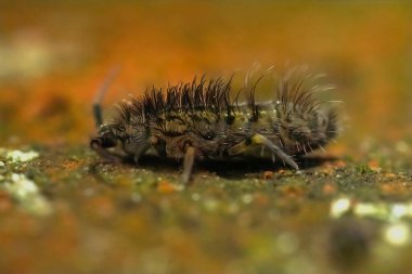 A closeup of a hairy slender springtail clipart