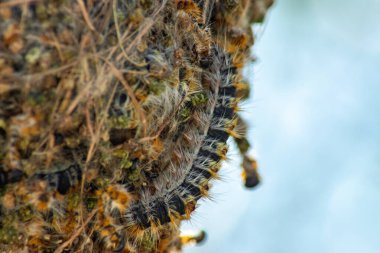A macro shot of a processionary caterpillar on the nest clipart