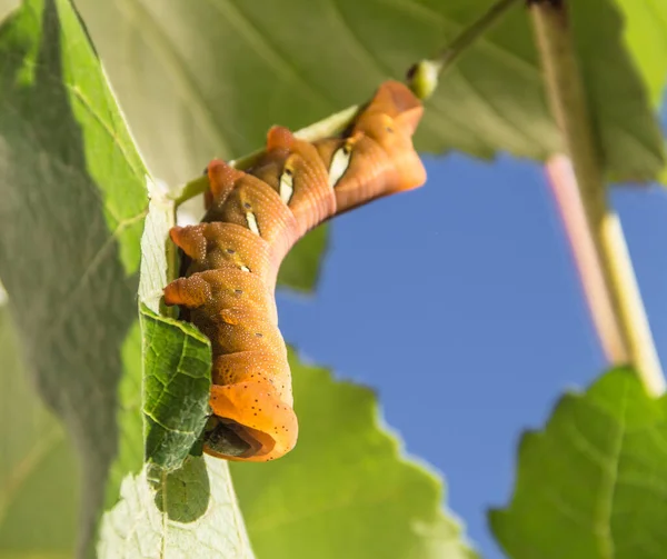 Eumorpha Pandorus Esfinge Polilla Oruga Comer Hoja Primavera — Foto de Stock