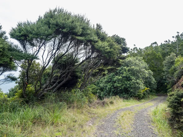 Vue Arbre Manuka Sur Chemin Gravier Rural — Photo