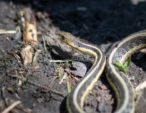 Uma Cobra Rastejando Chão Uma Floresta — Fotografia de Stock