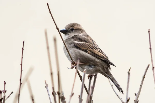 Nahaufnahme Eines Sperlings Der Auf Einem Hölzernen Ast Hockt — Stockfoto