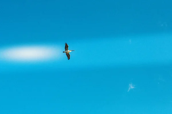 Belo Pássaro Voando Céu Azul Claro — Fotografia de Stock