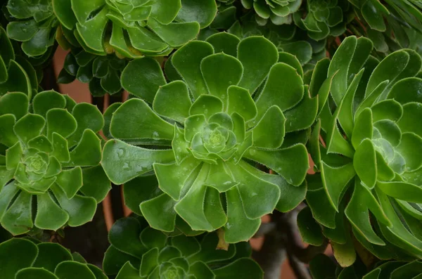 Uma Suculenta Planta Echeveria Elegans Verde Sobre Fundo Desfocado — Fotografia de Stock