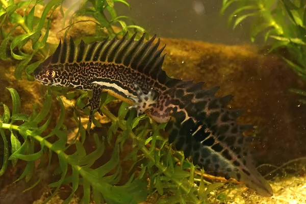 Een Close Shot Van Een Aquatische Noordelijke Banded Salamander — Stockfoto