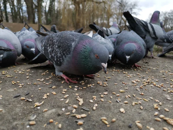 Tiro Perto Monte Pombos Parque Comendo Sementes Chão — Fotografia de Stock