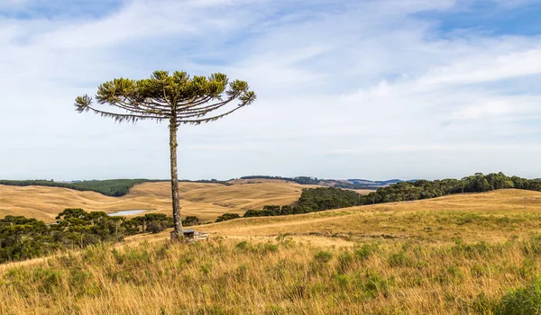 昼間はブラジル南部の木と畑 — ストック写真