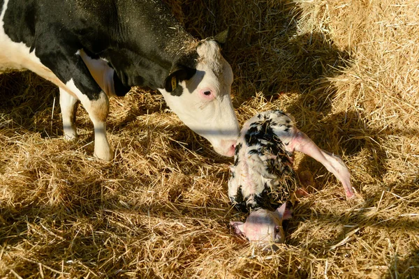 Holstein Ineğinin Portresi Yeni Doğmuş Yavrusu Pipetin Üzerinde Yatıyor — Stok fotoğraf