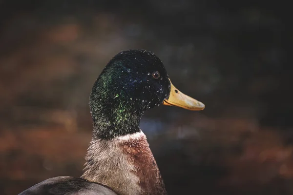 Detailní Záběr Divoké Kachny Jezeře — Stock fotografie