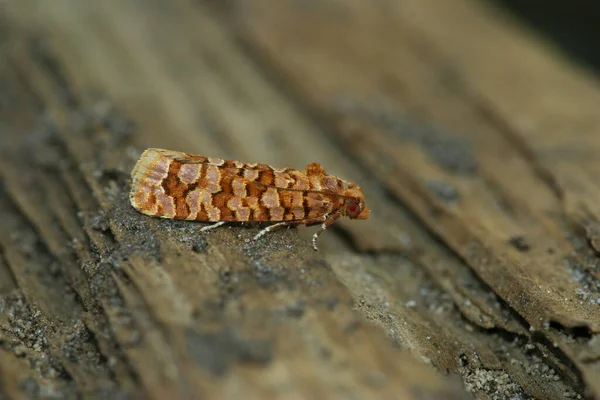 在木制表面拍摄的一只长角蛾的特写照片 — 图库照片