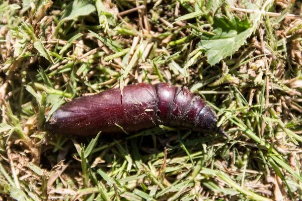 Sfenks Güvesinin Pupa Eumorpha Pandorus Çimenlerin Üzerinde — Stok fotoğraf