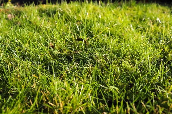 在阳光明媚的夏日 在草地上的一帧绿草纹理特写 — 图库照片