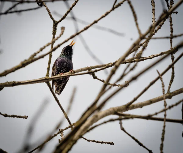 Ένα Όμορφο Ευρωπαϊκό Πουλί Ψαρέματος Sturnus Vulgaris Που Κελαηδά Ξερά — Φωτογραφία Αρχείου