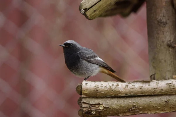 Eine Nahaufnahme Eines Winzigen Hausrotschwanzes Auf Einem Holznest Mit Verschwommenem — Stockfoto