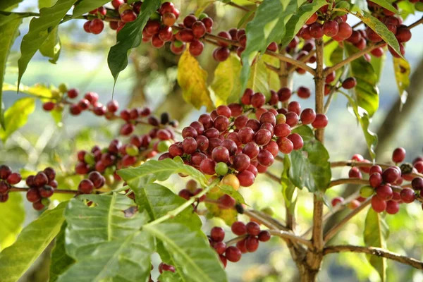 Closeup Coffee Beans Growing Mexican Plantation — Stock Photo, Image