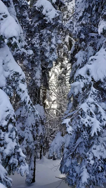 冬の森の中の雪に覆われたスプルースの木の閉鎖 — ストック写真