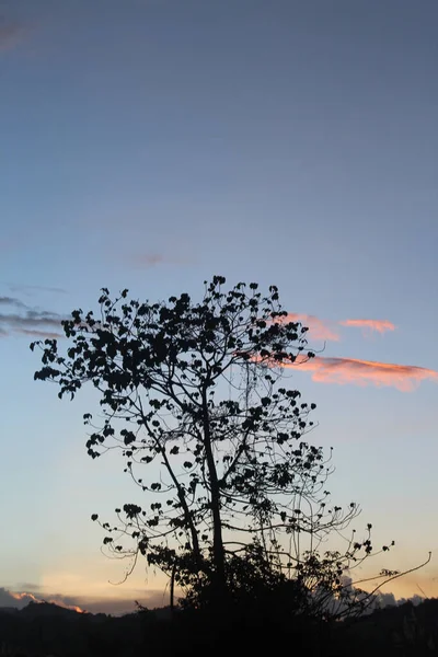 Plan Vertical Une Belle Silhouette Arbre Sur Fond Ciel Levant — Photo