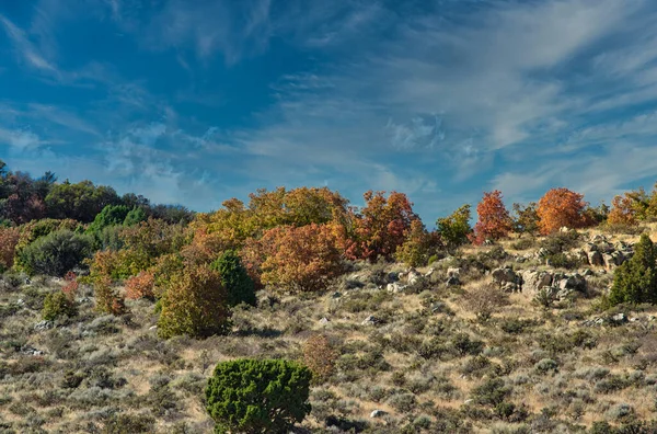 Bosque Desértico Bajo Cielo Azul — Foto de Stock