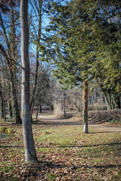 Colpo Verticale Campo Paesaggistico Con Alberi Alti Strada Sterrata Nel — Foto Stock