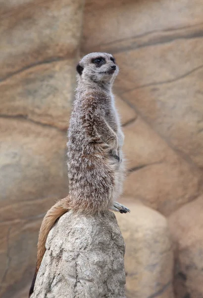 Ένας Συναγερμός Meerkat Στέκεται Μια Πέτρα Επιφυλακή Παρατηρώντας Περιβάλλον — Φωτογραφία Αρχείου