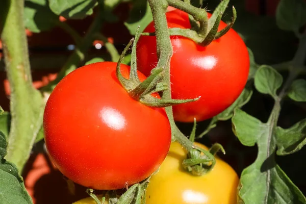 Närbild Röda Och Gula Tomater Som Växer Trädgården — Stockfoto