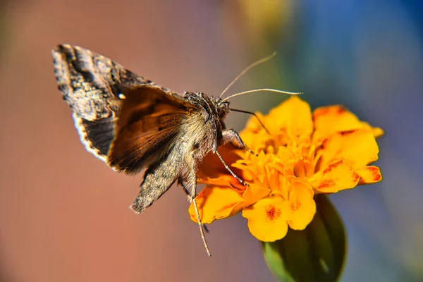 Beautiful Macro View Brown White Butterfly Yellow Flower Blurry Background — Stock Photo, Image