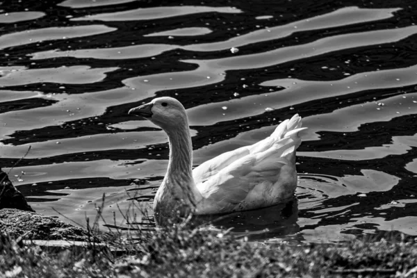 Grayscale Shot White Goose Swimming Wavy Water — Stock Photo, Image