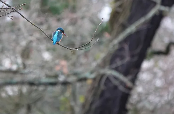 Bir Dalın Üzerine Tünemiş Sıradan Bir Kingfisher Kuşunun Yakın Plan — Stok fotoğraf