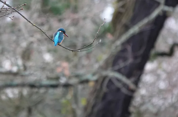 Egy Közeli Felvétel Egy Közönséges Kingfisher Madárról Egy Ágon — Stock Fotó