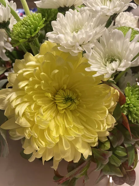 Közelkép Gyönyörűen Virágzó Színes Krizantém Virágokról — Stock Fotó
