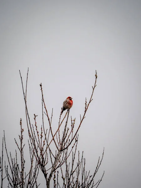 Eine Vertikale Aufnahme Eines Kleinen Vogels Der Einem Düsteren Tag — Stockfoto