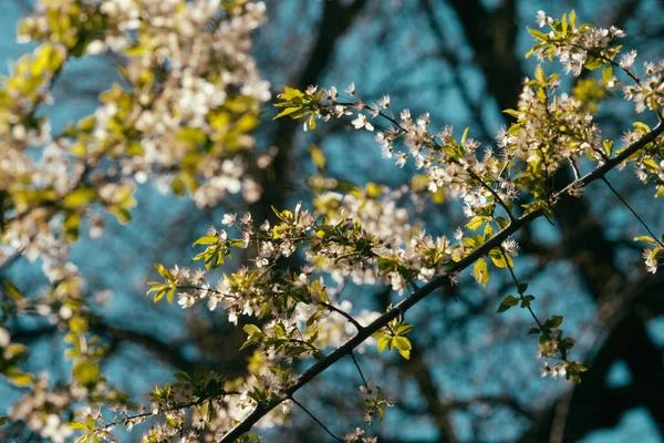 Zbliżenie Ujęcia Kwitnącego Drzewa Błękitnym Niebem — Zdjęcie stockowe