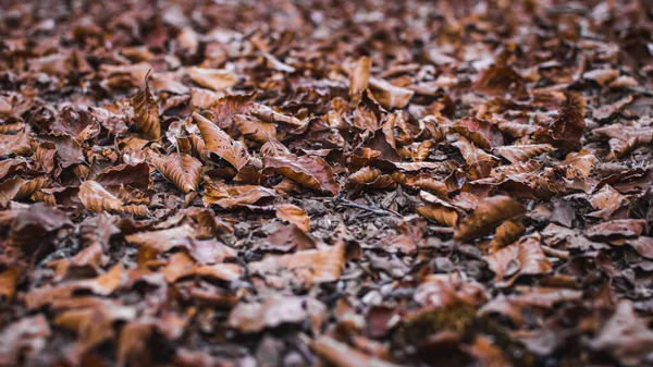 진흙투성이의 잎들을 각도로 수있고 막대기들 떨어지는 모습을 수있다 — 스톡 사진