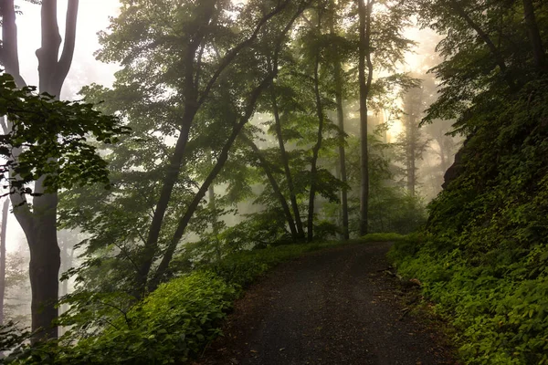 Colpo Mistico Una Meravigliosa Strada Forestale Circondata Una Fitta Vegetazione — Foto Stock