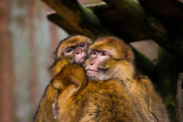 Primer Plano Lindos Macacos Abrazándose —  Fotos de Stock