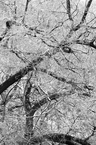Vertikální Záběr Stromu Zasněženými Větvemi — Stock fotografie