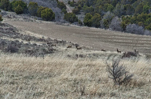 一群鹿在干枯的田野上吃草 — 图库照片
